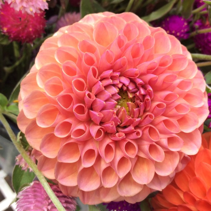 Chrysanthemum Burgundy Ed