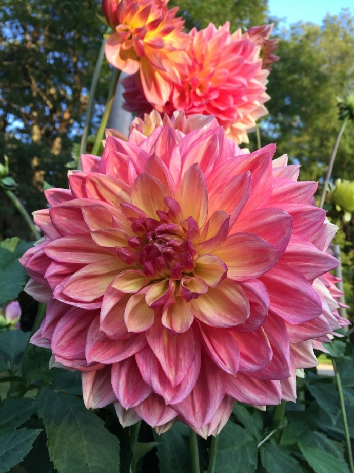 Georgin Garden show
