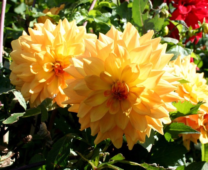 Flowers with watercolors of the dahlias