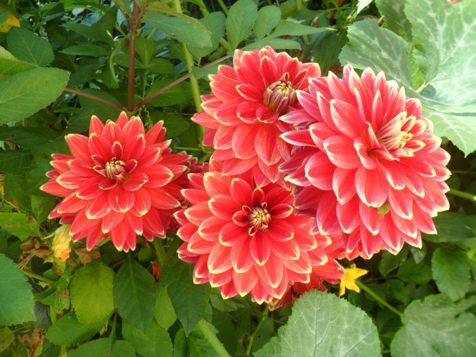 Dahlias of hybrid terry Amadeus
