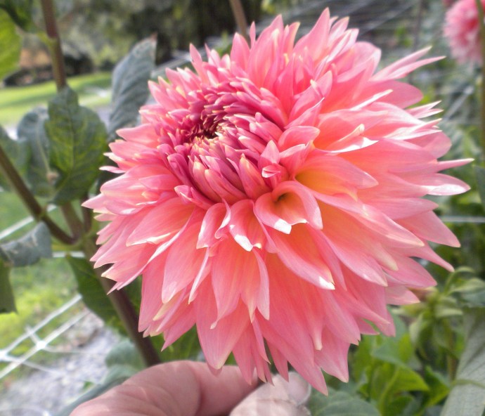 Pink Giant Georgin