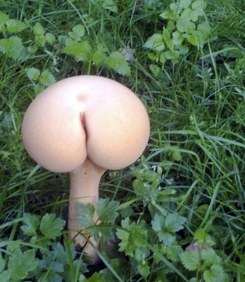 Pornography Griboph
